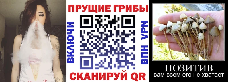 KRAKEN как зайти  Светлоград  Псилоцибиновые грибы мухоморы 